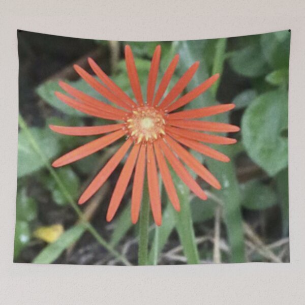 Item preview, Barberton Daisy designed and sold by HeritageGlow.