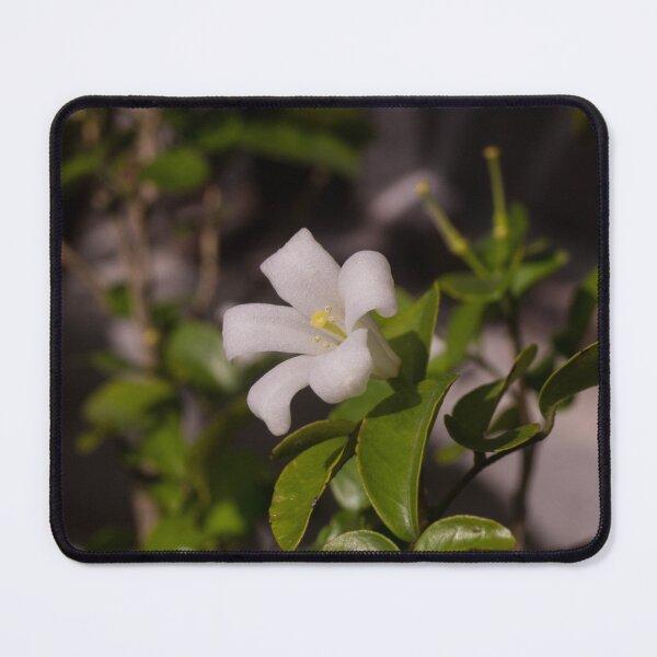 Item preview, Orange Jasmine designed and sold by ROSE ANN BANILAR.
