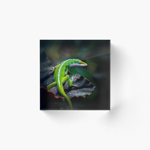 Item preview, Anole designed and sold by David Creagh.
