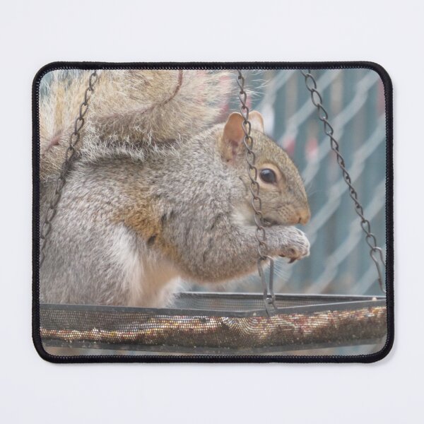 Item preview, Squirrel Eating Out of Bird Feeder designed and sold by AGMomsArt.