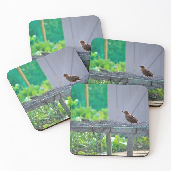 Item preview, Morning Visitor designed and sold by Stephen Baird Photos.
