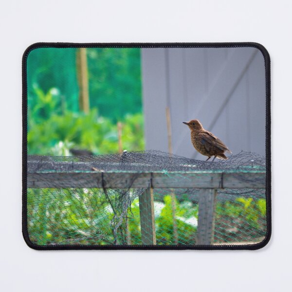 Item preview, Morning Visitor designed and sold by Stephen Baird Photos.