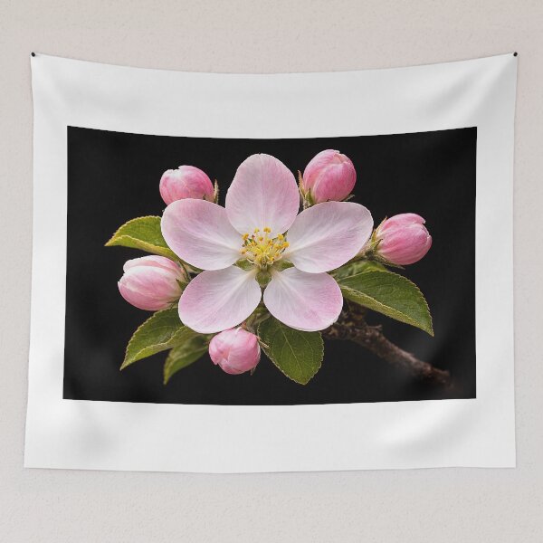 Item preview, The Quiet Star of the Apple Blossom. The Threshold of Fruit designed and sold by Roland Keates aka Lost Histories .