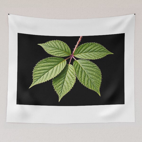 Item preview, Bramble, the Green Star That Guards the Hedge designed and sold by Roland Keates aka Lost Histories .