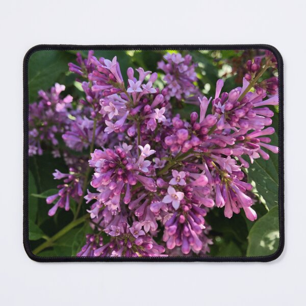 Item preview, Purple lilacs, romantic purple floral photo designed and sold by hollycooper.
