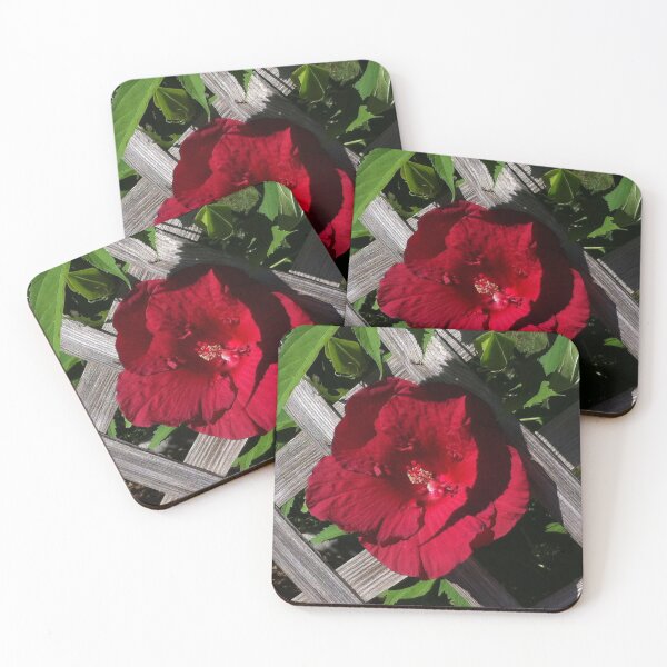 Item preview, Cottage classic Red hibiscus and backyard lattice designed and sold by hollycooper.