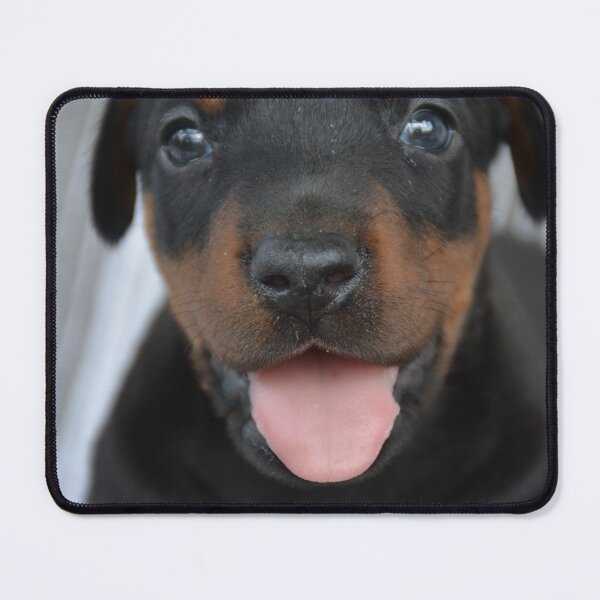 Item preview, Doberman Puppy Close-Up Portrait – Cute Black and Tan Dog with Tongue Out designed and sold by tiazre.