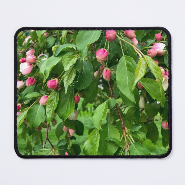 Item preview, Pink flowering tree blossoms, budding tree, cherry tree, crabapple tree  designed and sold by hollycooper.