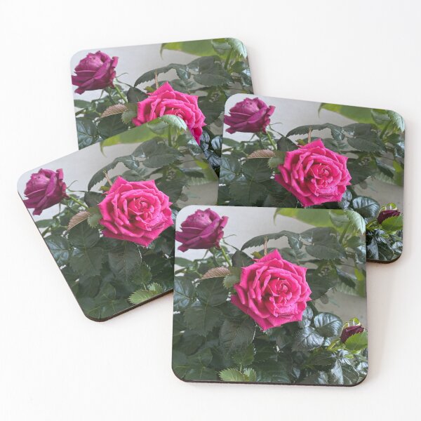 Item preview, pink teacup roses designed and sold by cherrypop-shop.