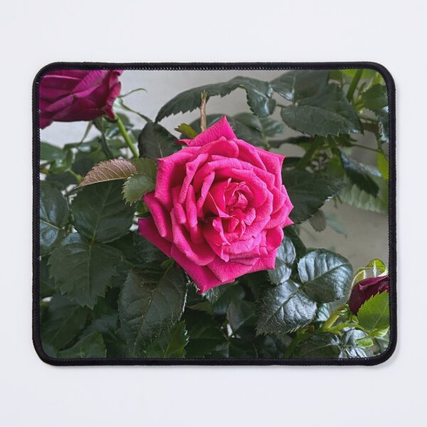 Item preview, pink teacup roses designed and sold by cherrypop-shop.