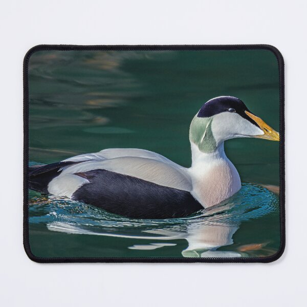 Item preview, Eider  Drake designed and sold by Tom McPherson Photography.