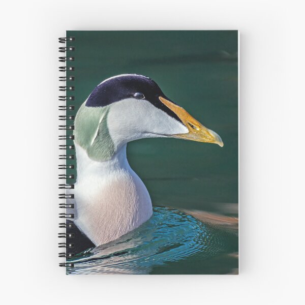 Item preview, Eider  Drake designed and sold by Tom McPherson Photography.