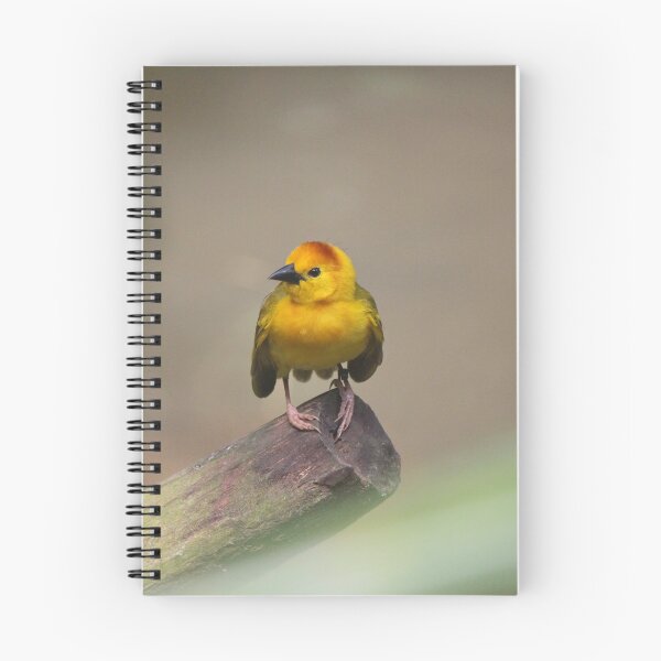 Item preview, Taveta Golden Weaver designed and sold by LeanneAllen.