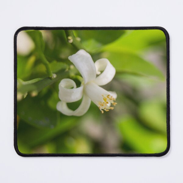 Item preview, citrus blossom designed and sold by ROSE ANN BANILAR.