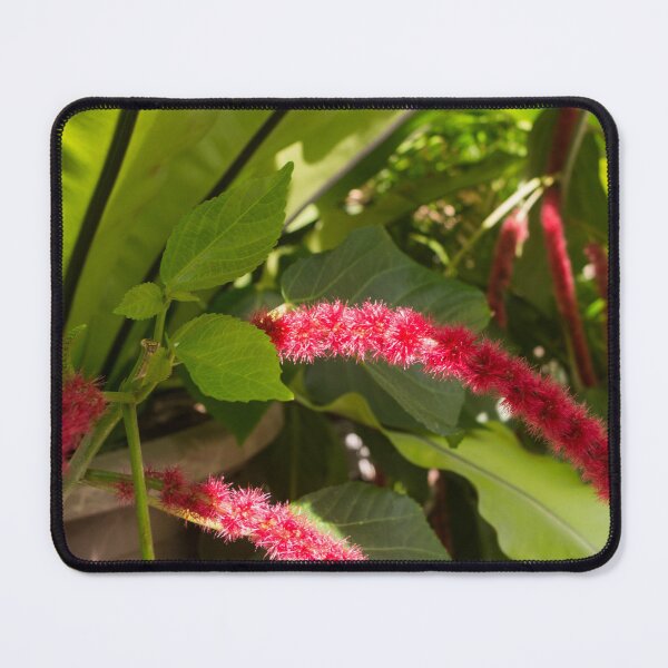 Item preview, Chenille plant designed and sold by ROSE ANN BANILAR.