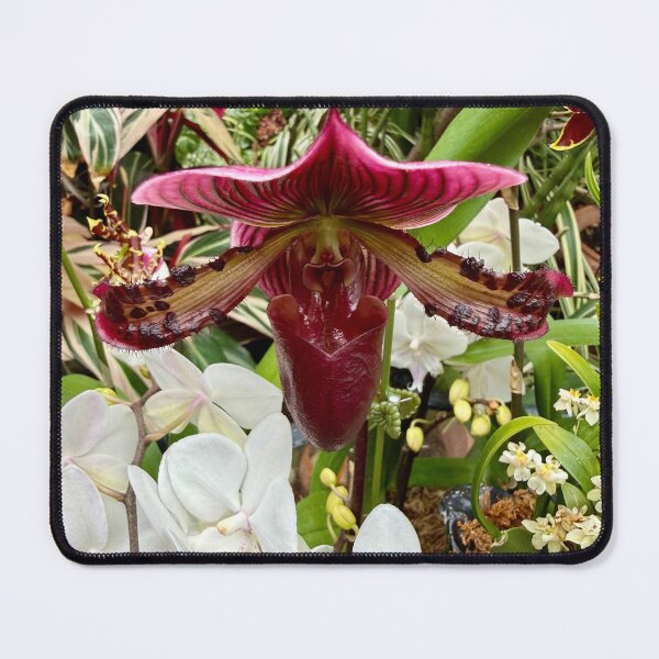 Item preview, Lady slipper orchid designed and sold by PaintedPuffins.