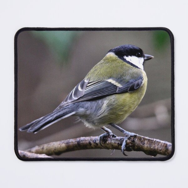 Item preview, great tit designed and sold by KathleenDawson.