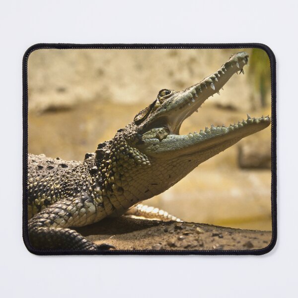 Item preview, Snap! designed and sold by Stephen Jarman.