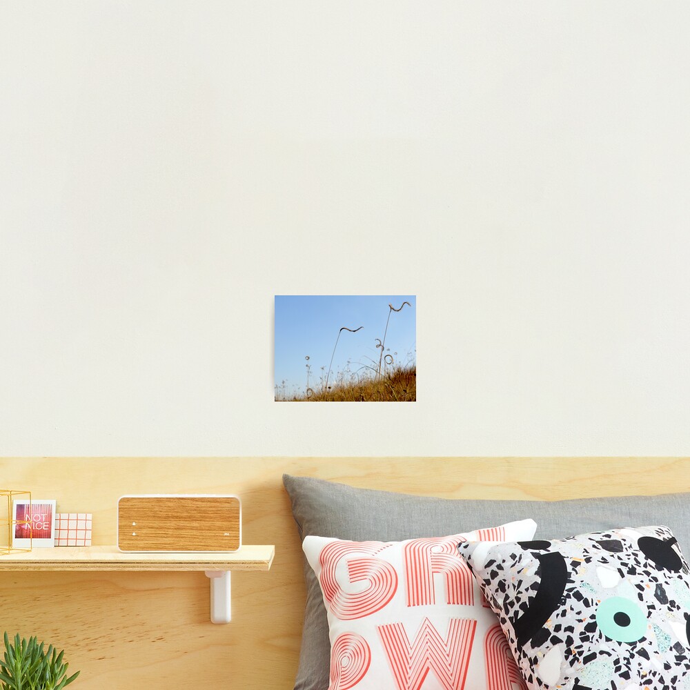 Carefree Photographic Print