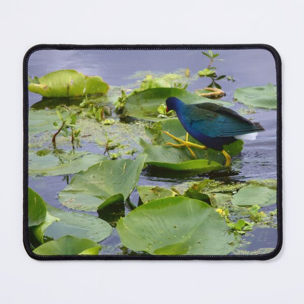 Item preview, American Purple Gallinule  designed and sold by MercerImages.