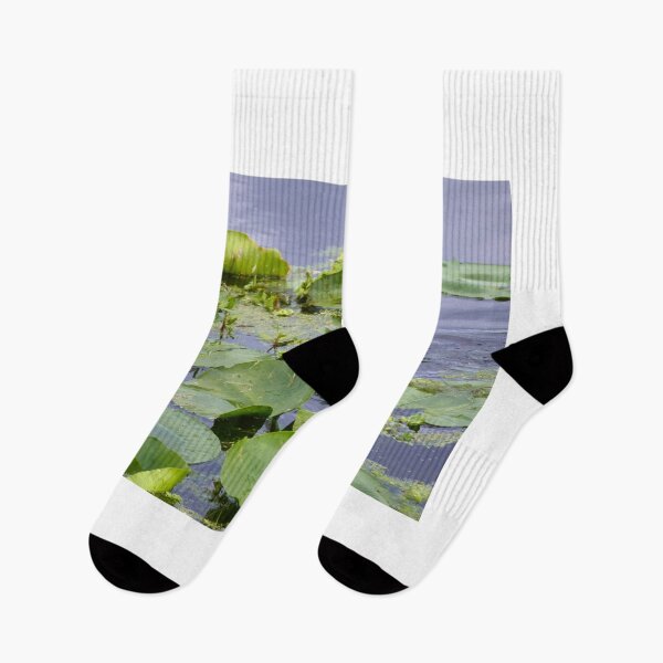 Item preview, American Purple Gallinule  designed and sold by MercerImages.
