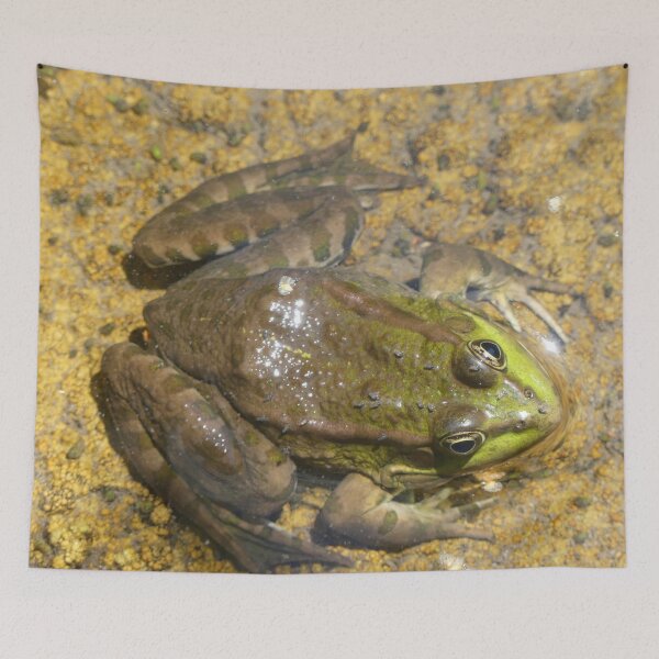 Item preview, Green frog view from above designed and sold by Syr'photographies.