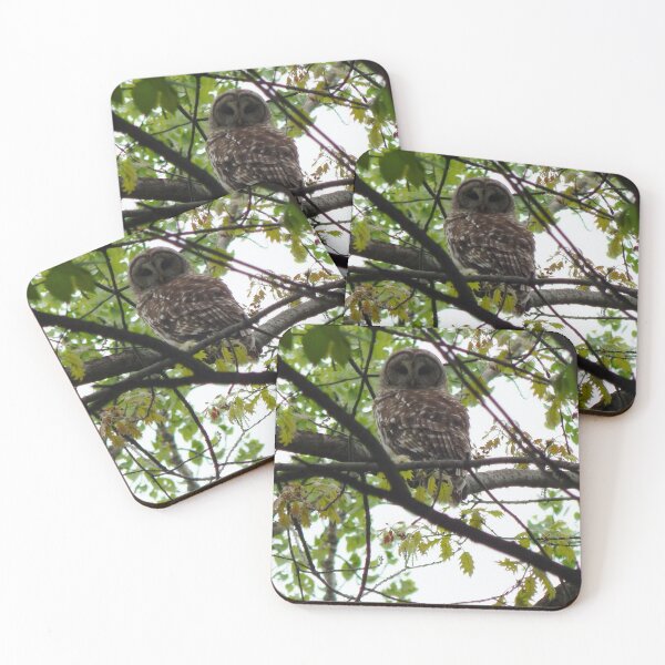 Item preview, A barred owl looking back at me designed and sold by BGMNFields Photography.