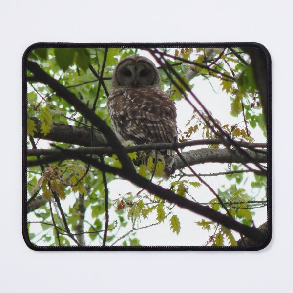 Item preview, A barred owl looking back at me designed and sold by BGMNFields Photography.