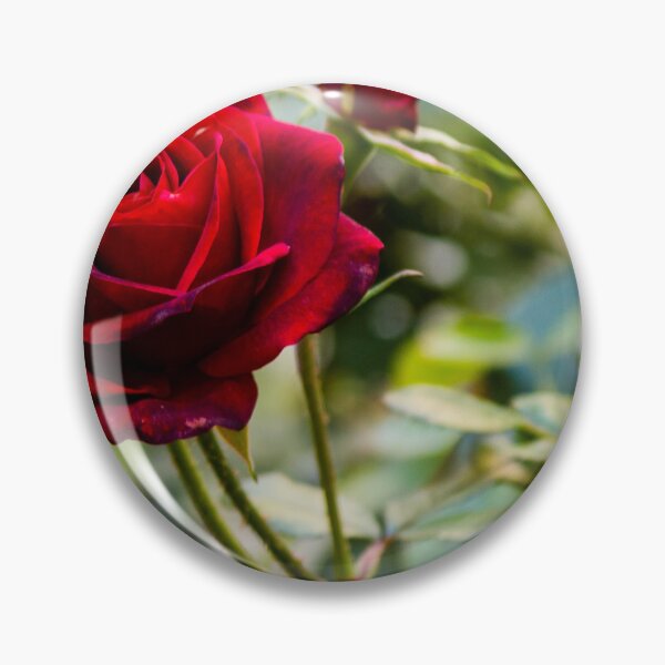 Item preview, Close-Up Of A Red Rose Blooming On A Garden Rosebush With Leaves And Buds designed and sold by Nmallia.
