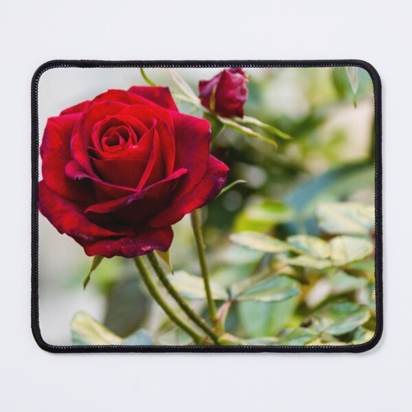 Item preview, Close-Up Of A Red Rose Blooming On A Garden Rosebush With Leaves And Buds designed and sold by Nmallia.