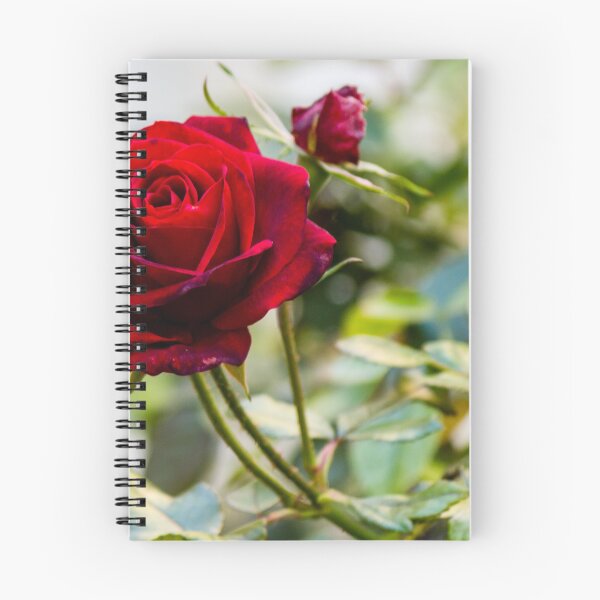 Item preview, Close-Up Of A Red Rose Blooming On A Garden Rosebush With Leaves And Buds designed and sold by Nmallia.