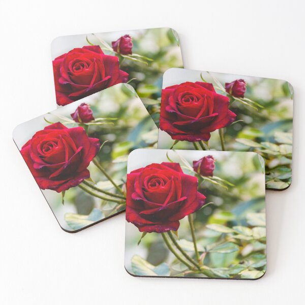 Item preview, Close-Up Of A Red Rose Blooming On A Garden Rosebush With Leaves And Buds designed and sold by Nmallia.