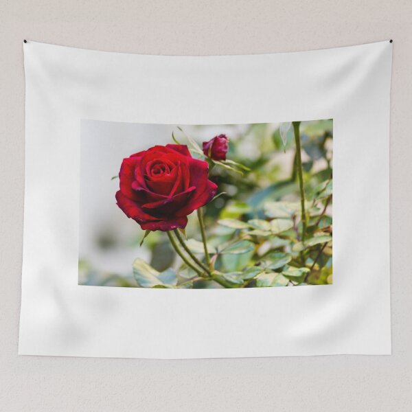 Item preview, Close-Up Of A Red Rose Blooming On A Garden Rosebush With Leaves And Buds designed and sold by Nmallia.