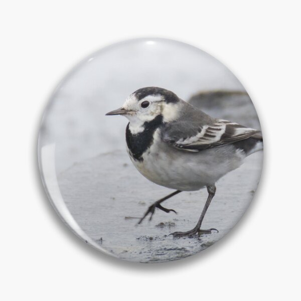 Item preview, Pied Wagtail designed and sold by LaurenTucker.