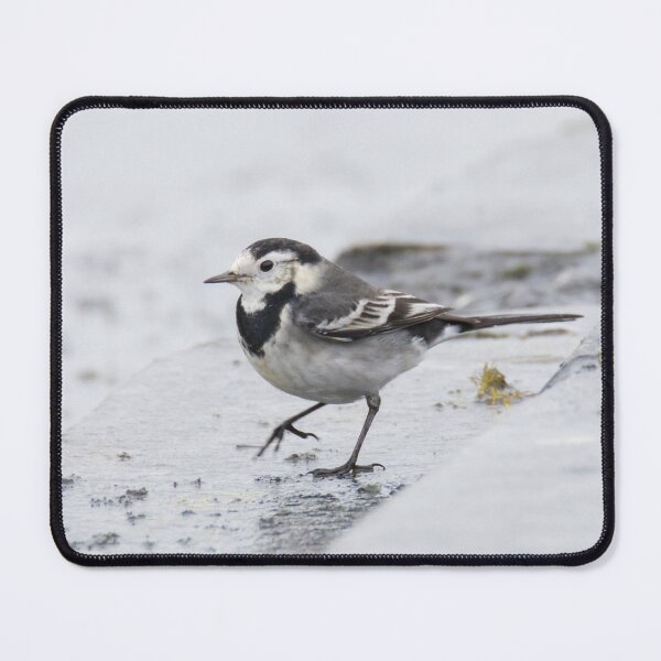 Item preview, Pied Wagtail designed and sold by LaurenTucker.