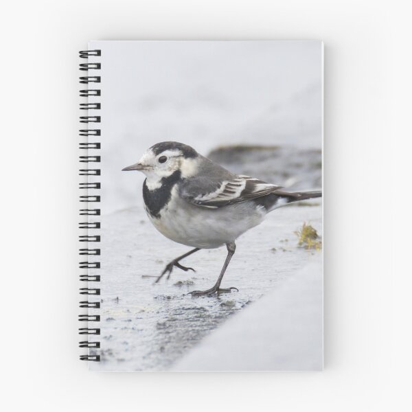 Item preview, Pied Wagtail designed and sold by LaurenTucker.