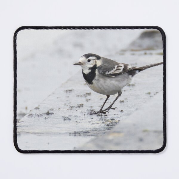 Item preview, Pied Wagtail designed and sold by LaurenTucker.