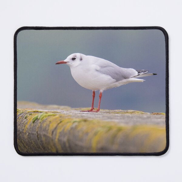 Item preview, Black Headed Gull designed and sold by LaurenTucker.