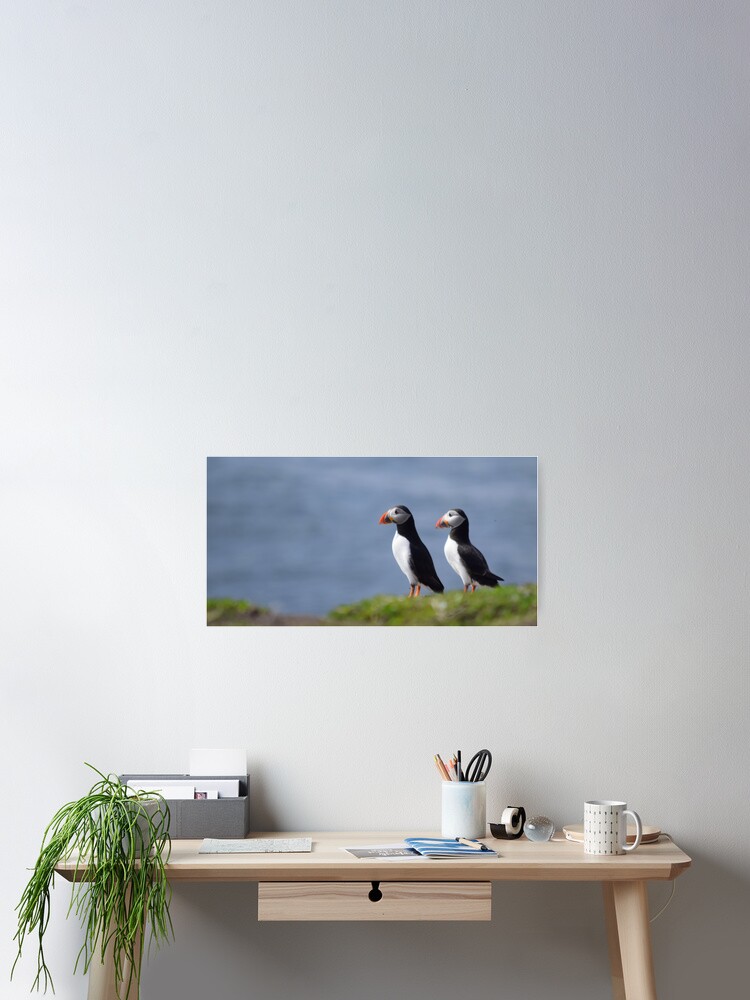 Thumbnail 2 of 3, Poster, Puffins designed and sold by rob3003.