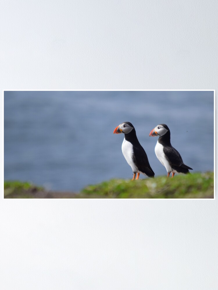 Thumbnail 1 of 3, Poster, Puffins designed and sold by rob3003.
