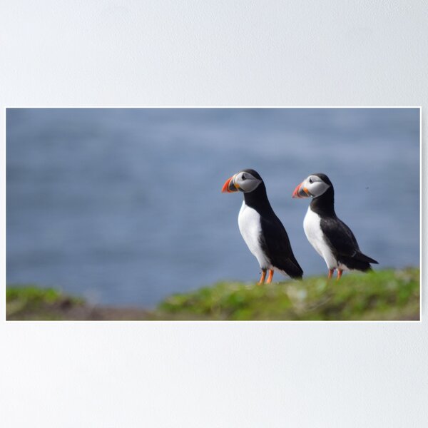 Item preview, Puffins designed and sold by Rob Parsons (Just a Walker with a Camera).