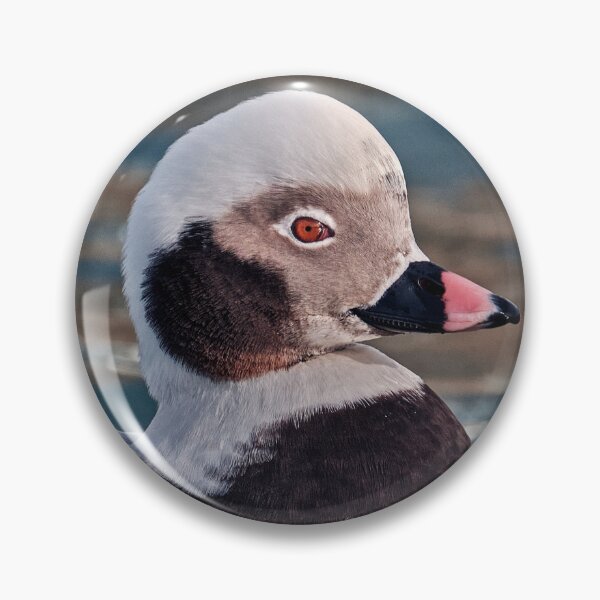 Item preview, The long-tailed Duck  designed and sold by Tom McPherson Photography.