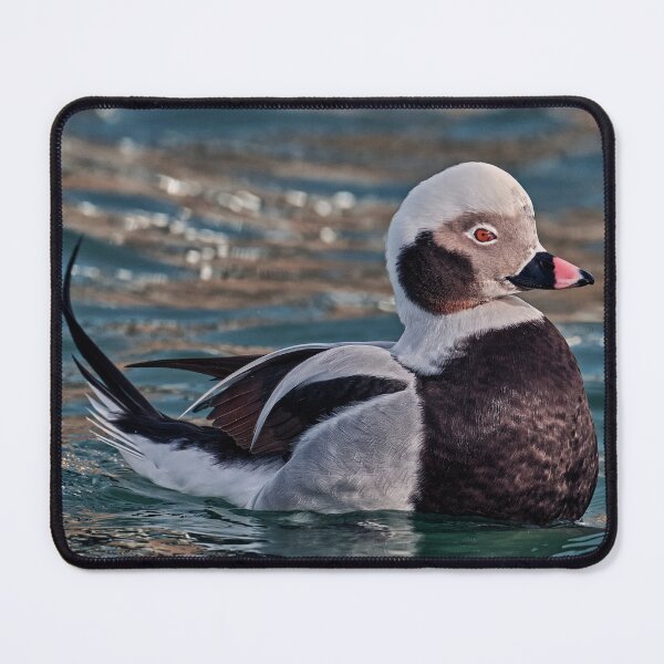 Item preview, The long-tailed Duck designed and sold by Tom McPherson Photography.