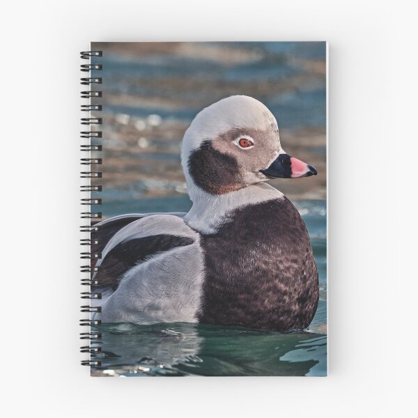 Item preview, The long-tailed Duck  designed and sold by Tom McPherson Photography.