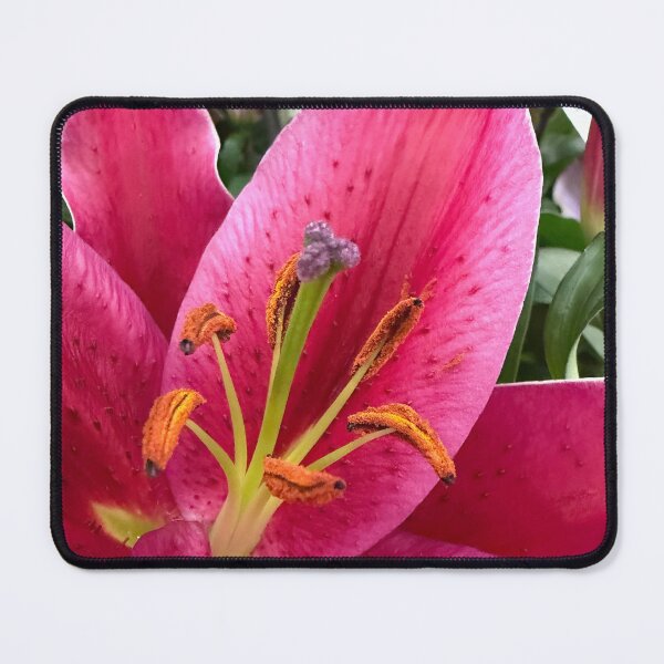 Item preview, Pink lily designed and sold by Betsy Phillips.