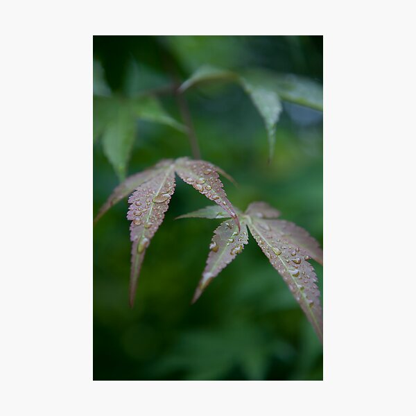 Item preview, Japanese Maple designed and sold by Daniel  Jenkins Jr.
