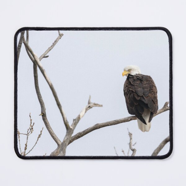 Item preview, High Key Bald Eagle 2-19-2026 designed and sold by Thomasyoung.