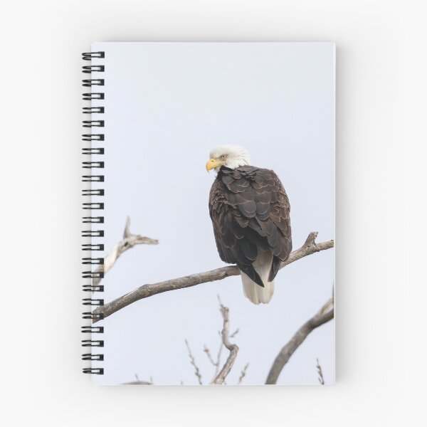 Item preview, High Key Bald Eagle 2-19-2026 designed and sold by Thomasyoung.
