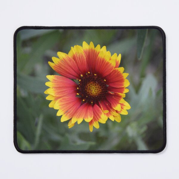 Item preview, Vibrant Gaillardia Blanket Flower Macro designed and sold by Blossom-Breeze.
