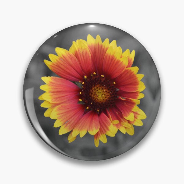 Item preview, Vibrant Red and Yellow Gaillardia Blanket Flower - Color Splash designed and sold by Blossom-Breeze.